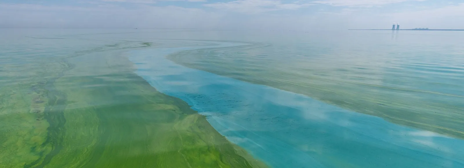 Eutrophic lake with cyanobacteria mat at the surface