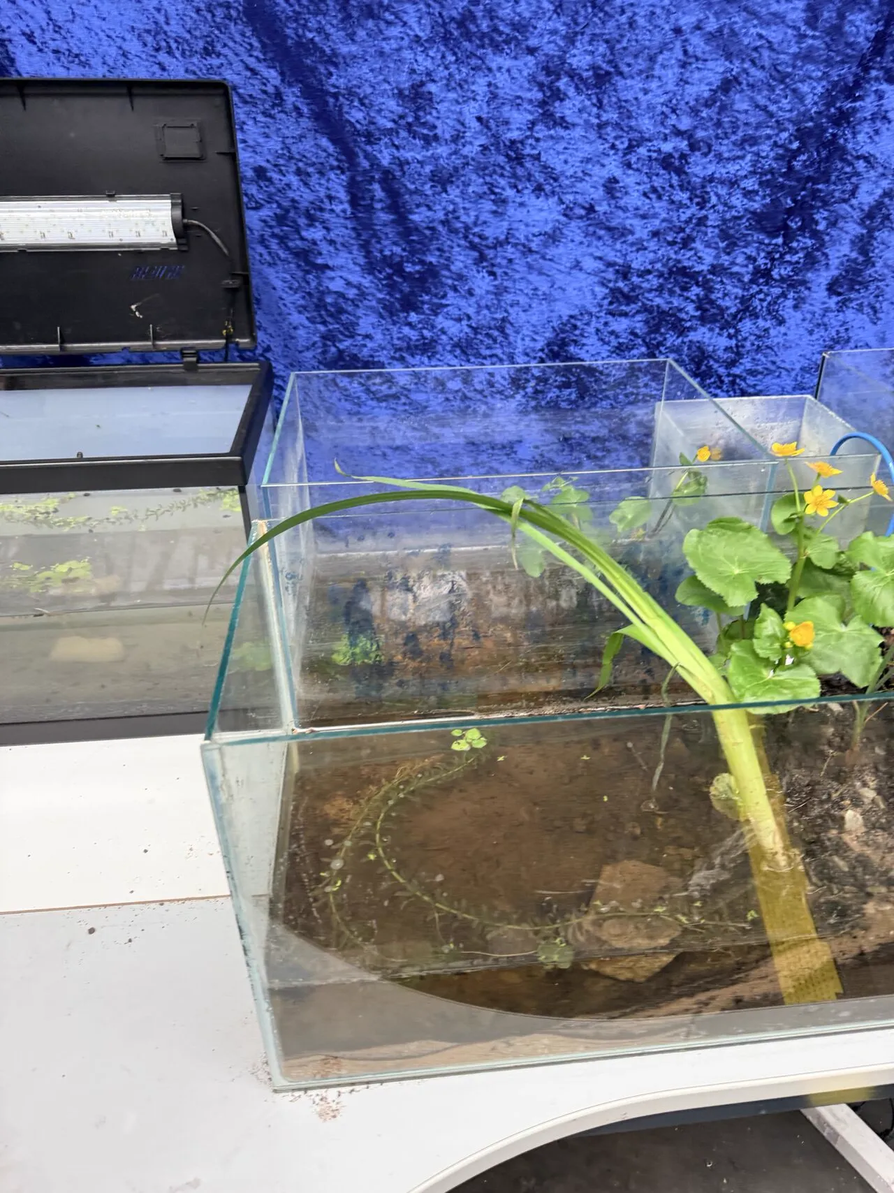 Small water-biotope aquarium with plants for research and tests