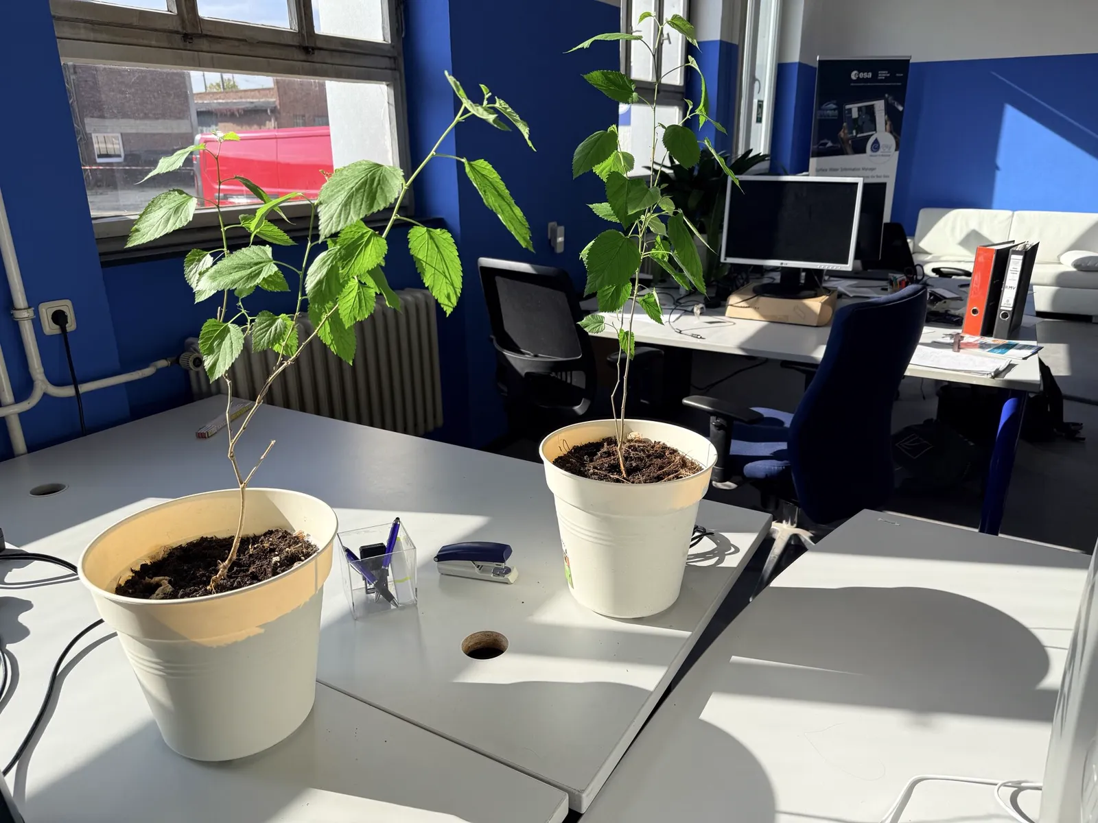 Plants on a desk, ESA roll-up and conference corner in the background